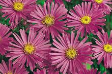 A. amellus ‘King George’ - all images: Floramedia